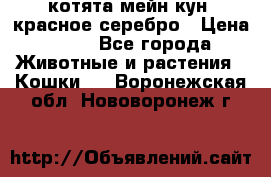 котята мейн кун, красное серебро › Цена ­ 30 - Все города Животные и растения » Кошки   . Воронежская обл.,Нововоронеж г.